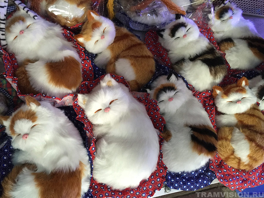 Котики