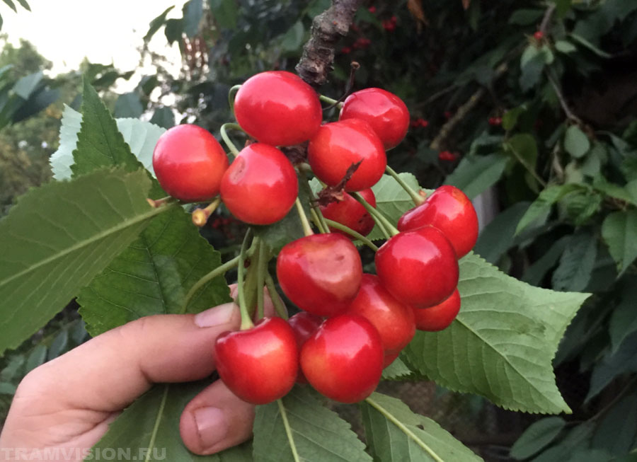 Кубанская черешня в конце июня