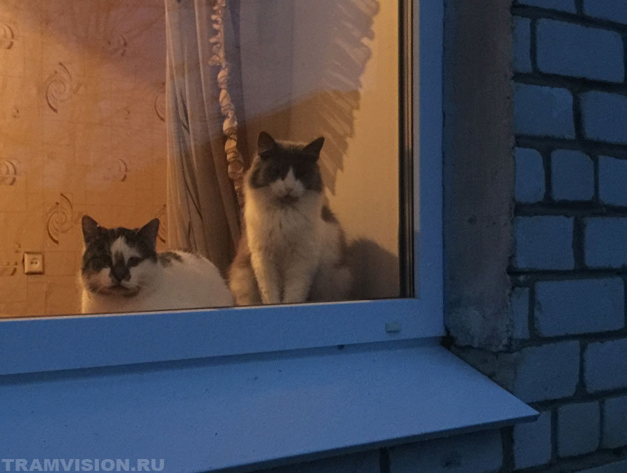 Коты в Долосцах
