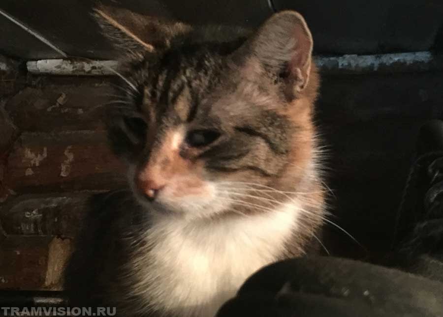 Кот Ссанька