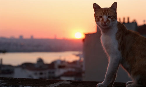 Город кошек (2016, Турция) - рецензия на фильм Kedi